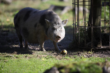 Image showing Bentheim pig outdoor