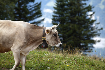 Image showing Cow cattle drive in the Alps