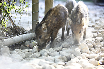 Image showing Young wild boar