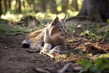 Image showing Lynx in the forest