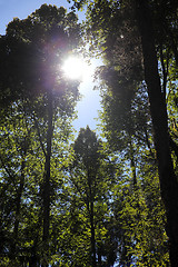 Image showing Forest in autumn