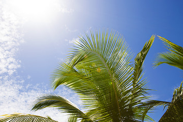 Image showing Beautiful palm trees with blue sky and white clouds