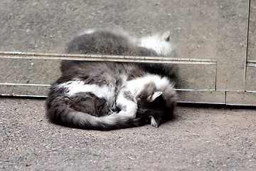 Image showing Poor and ill stray cat