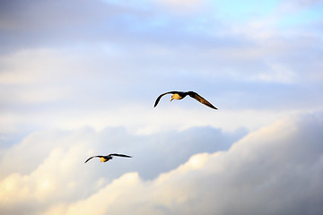 Image showing Seagulls flying in the sky