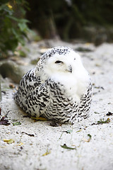 Image showing Snow owl