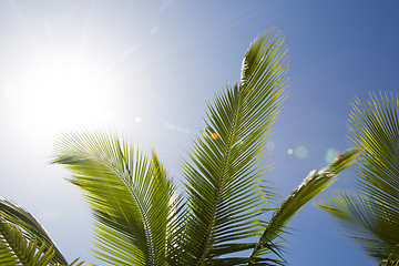 Image showing Beautiful palm trees