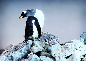 Image showing Penguin