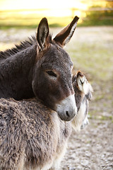 Image showing Donkey family