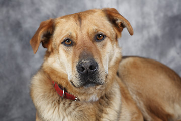 Image showing Attentive German shepherd dog