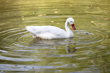 Image showing White swan