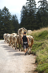 Image showing Cow cattle drive in the Alps