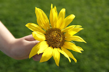Image showing Small girl holds beautiful sunflower