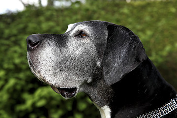 Image showing German mastiff