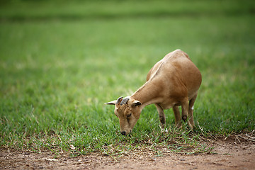 Image showing Portrait of a african goat