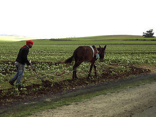 Image showing Moroccon worker at the field
