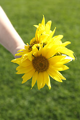 Image showing Small girl holds beautiful sunflowers in her hand