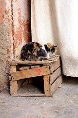 Image showing Poor and ill stray cat