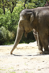 Image showing Elephant