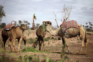 Image showing Dromedaries in the West Sahara