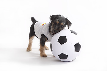 Image showing Puppy with Germany jersey