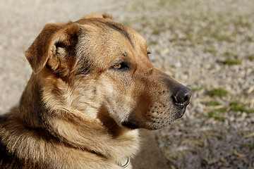 Image showing Attentive German shepherd dog