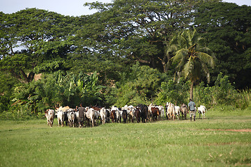 Image showing Afrikan cattle between green palms