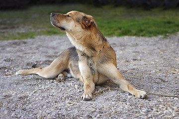 Image showing Attentive German shepherd dog