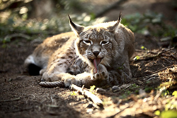 Image showing Lynx in the forest