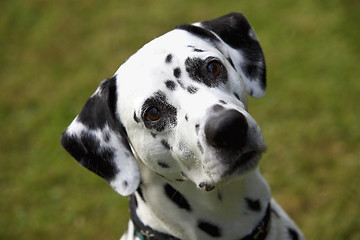 Image showing Face of a Dalmatian dog