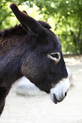 Image showing Portrait of a donkey