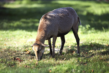 Image showing Grazing cameroon sheep 