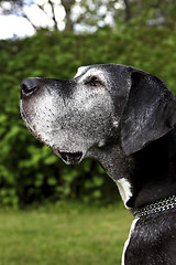 Image showing German mastiff