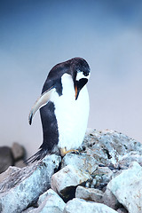 Image showing Penguin