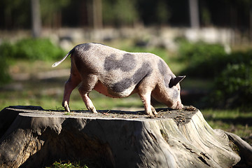 Image showing Bentheim pig outdoor