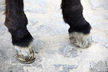 Image showing Hooves of a donkey