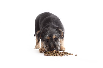 Image showing Young Terrier Mix eats dog food