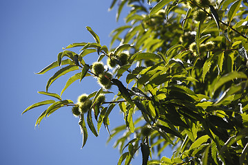 Image showing Chestnuts on the tree