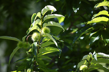 Image showing Chestnuts on the tree