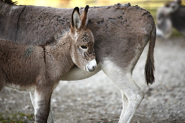 Image showing Donkey family