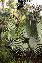 Image showing Jardin Majorelle