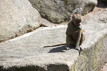 Image showing Baboon sitting on a rock