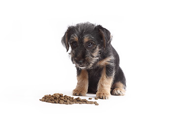 Image showing Young Terrier Mix eats dog food