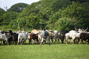 Image showing Afrikan cattle between green palms