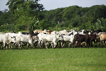 Image showing Afrikan cattle between green palms