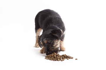 Image showing Young Terrier Mix eats dog food