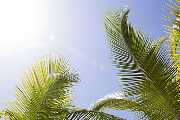 Image showing Beautiful palm trees 