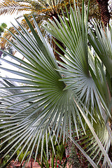 Image showing Jardin Majorelle