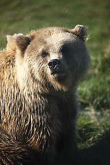 Image showing Brown bear