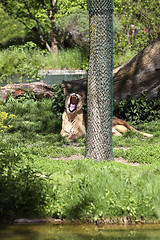 Image showing Yawning lioness in the zoo