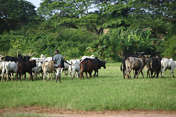 Image showing Afrikan cattle between green palms